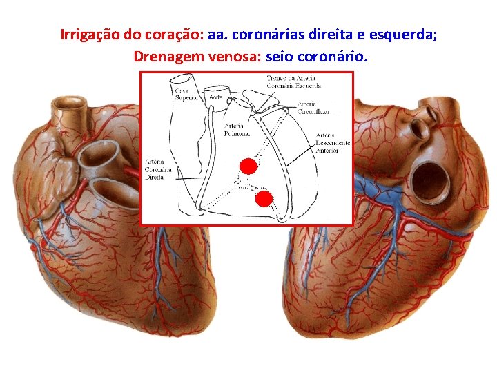 Irrigação do coração: aa. coronárias direita e esquerda; Drenagem venosa: seio coronário. 