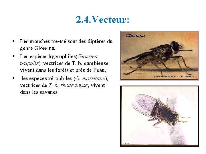 2. 4. Vecteur: • Les mouches tsé-tsé sont des diptères du genre Glossina. •