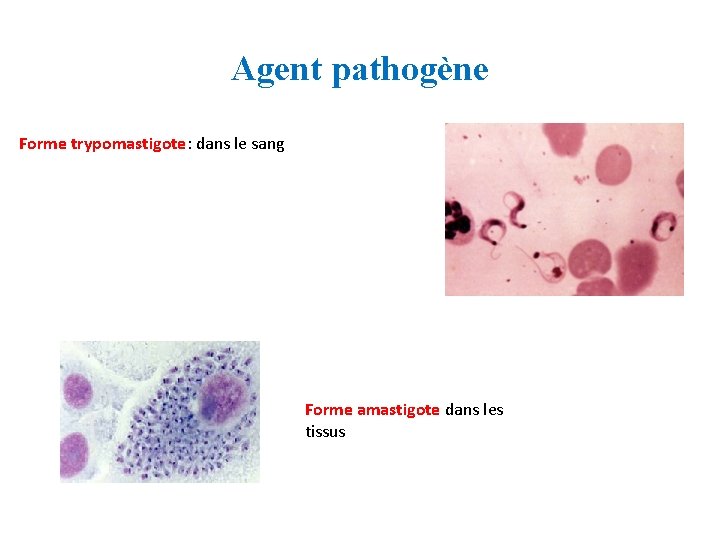 Agent pathogène Forme trypomastigote: dans le sang Forme amastigote dans les tissus 