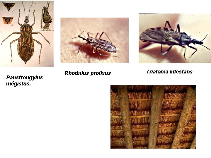 Panstrongylus mégistus. Rhodnius prolixus Triatoma infestans 