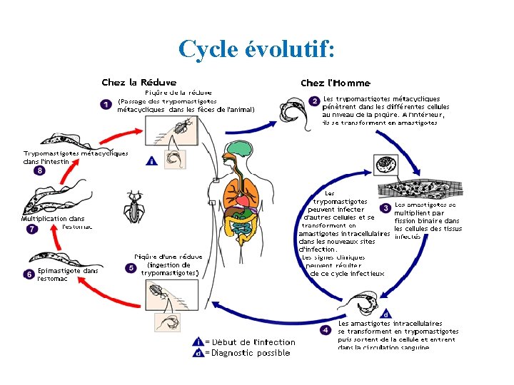 Cycle évolutif: 