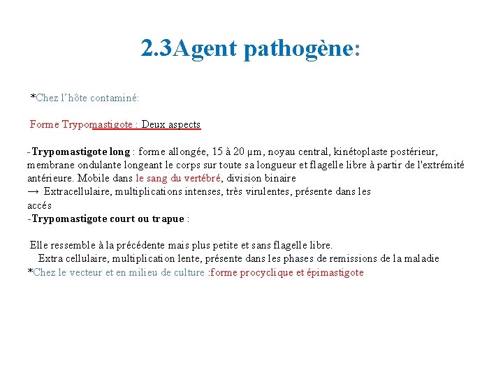 2. 3 Agent pathogène: *Chez l’hôte contaminé: Forme Trypomastigote : Deux aspects -Trypomastigote long