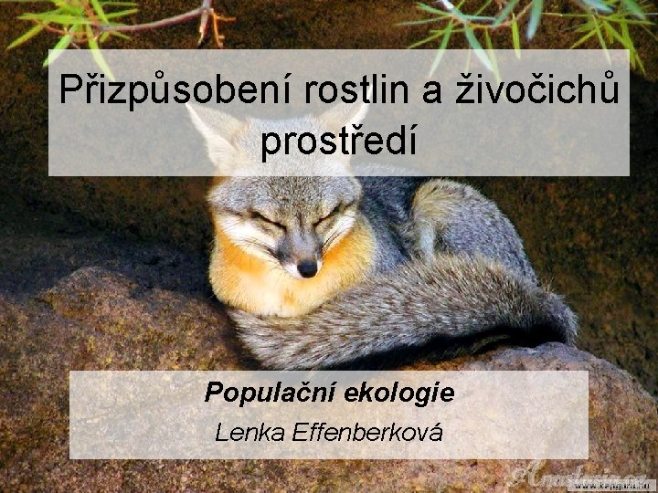 Přizpůsobení rostlin a živočichů prostředí Populační ekologie Lenka Effenberková 