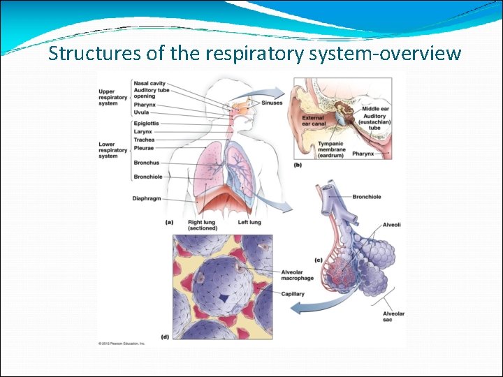 Structures of the respiratory system-overview 