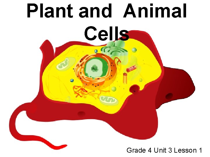 Plant and Animal Cells Grade 4 Unit 3 Lesson 1 