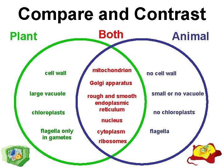 Compare and Contrast Both Plant cell wall mitochondrion Animal no cell wall Golgi apparatus