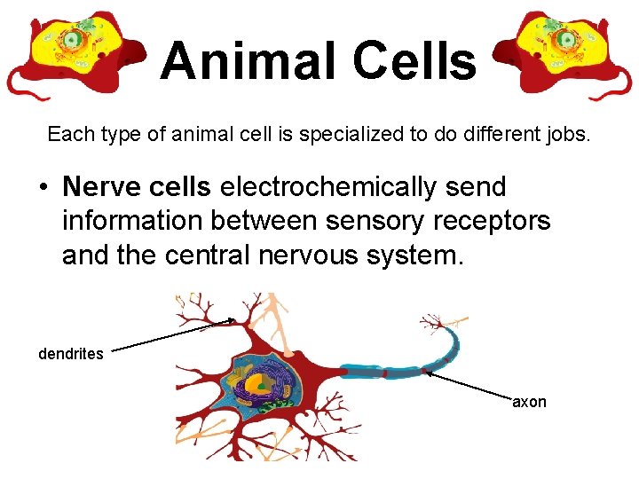 Animal Cells Each type of animal cell is specialized to do different jobs. •