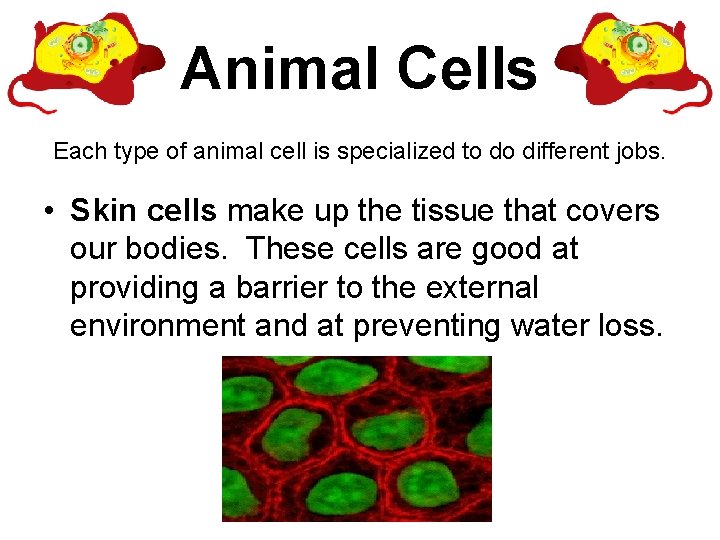 Animal Cells Each type of animal cell is specialized to do different jobs. •