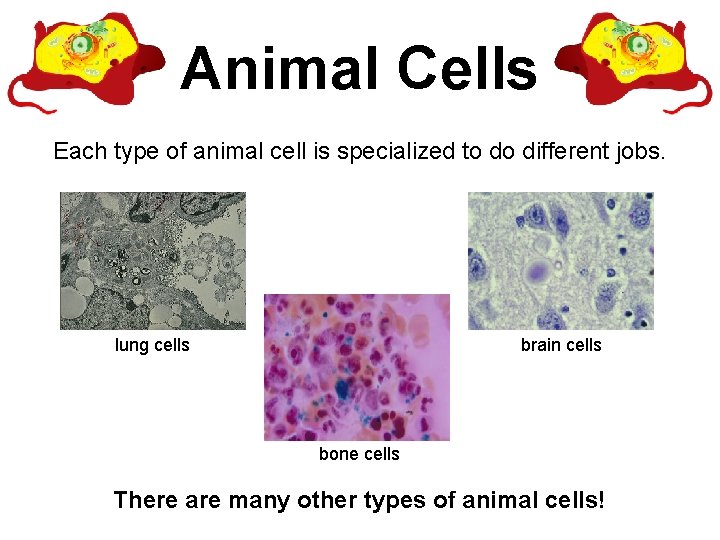 Animal Cells Each type of animal cell is specialized to do different jobs. lung