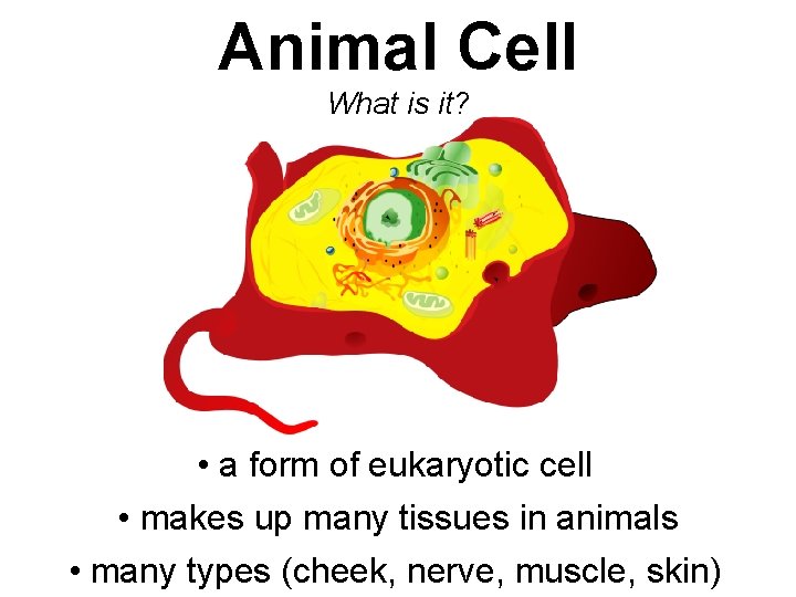 Animal Cell What is it? • a form of eukaryotic cell • makes up