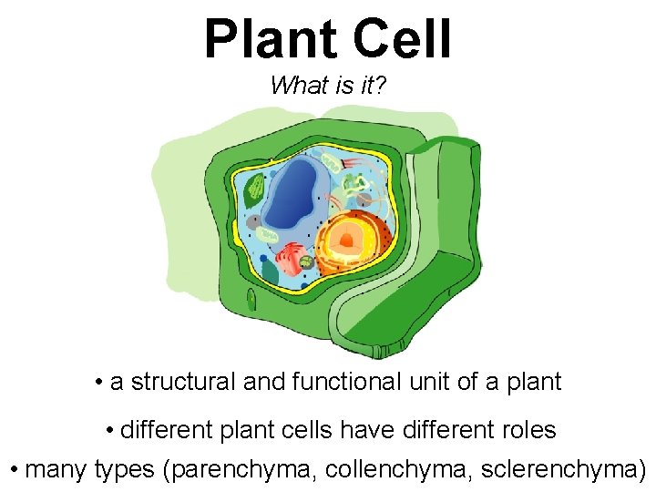 Plant Cell What is it? • a structural and functional unit of a plant