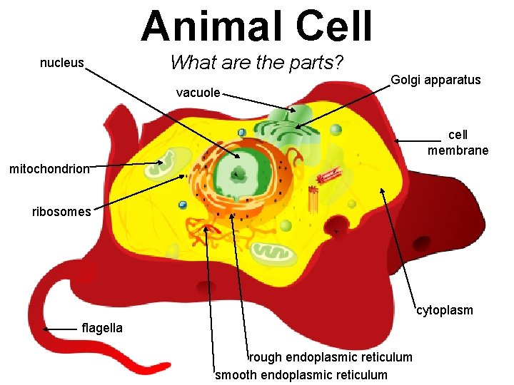 Animal Cell nucleus What are the parts? vacuole Golgi apparatus cell membrane mitochondrion ribosomes