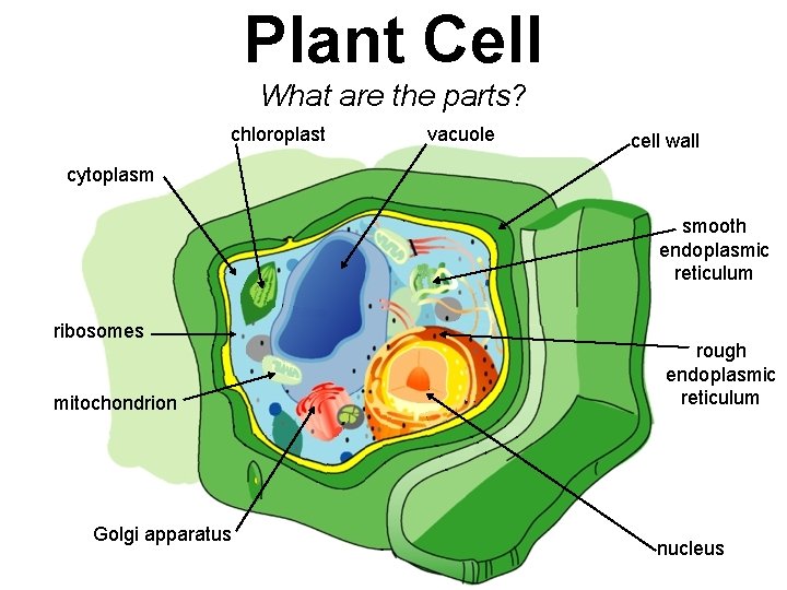 Plant Cell What are the parts? chloroplast vacuole cell wall cytoplasm smooth endoplasmic reticulum