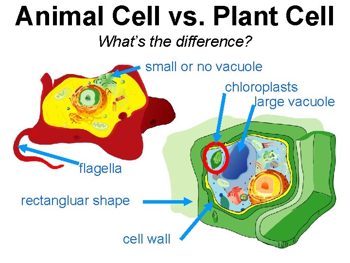 Animal Cell vs. Plant Cell What’s the difference? small or no vacuole chloroplasts large