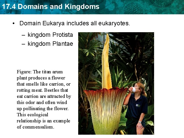 17. 4 Domains and Kingdoms • Domain Eukarya includes all eukaryotes. – kingdom Protista