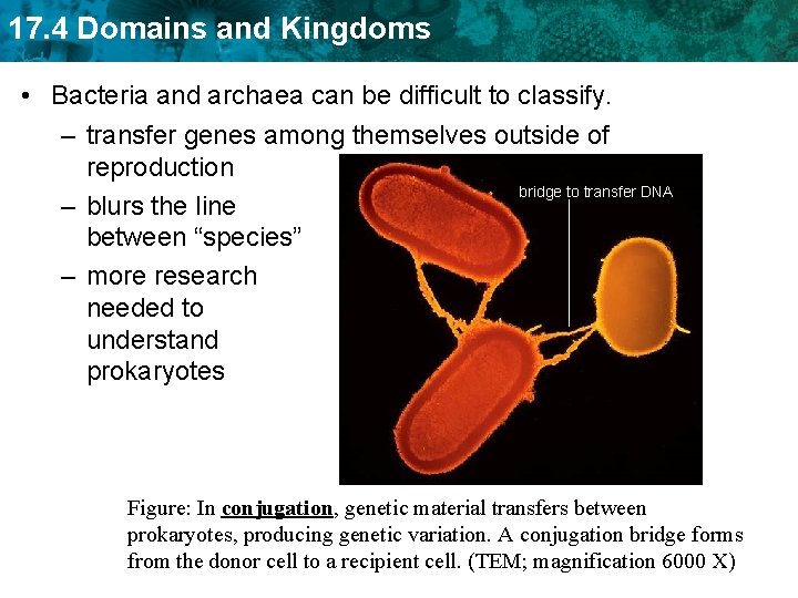 17. 4 Domains and Kingdoms • Bacteria and archaea can be difficult to classify.