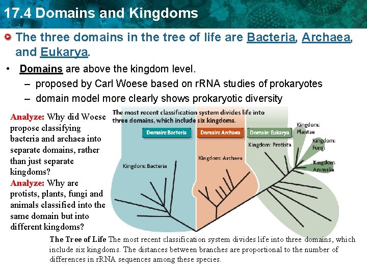 17. 4 Domains and Kingdoms The three domains in the tree of life are