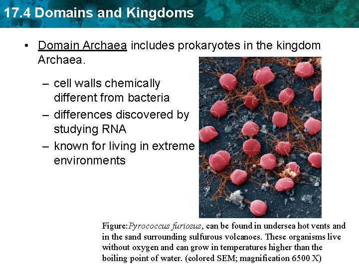 17. 4 Domains and Kingdoms • Domain Archaea includes prokaryotes in the kingdom Archaea.