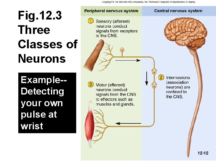 Fig. 12. 3 Three Classes of Neurons Example-Detecting your own pulse at wrist 12