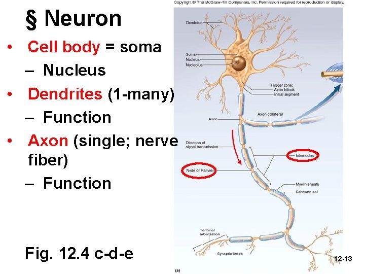 § Neuron • Cell body = soma – Nucleus • Dendrites (1 -many) –