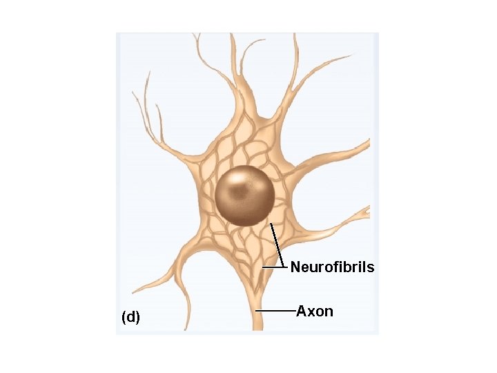 Neurofibrils (d) Axon 