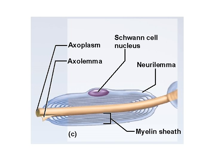 Axoplasm Axolemma (c) Schwann cell nucleus Neurilemma Myelin sheath 