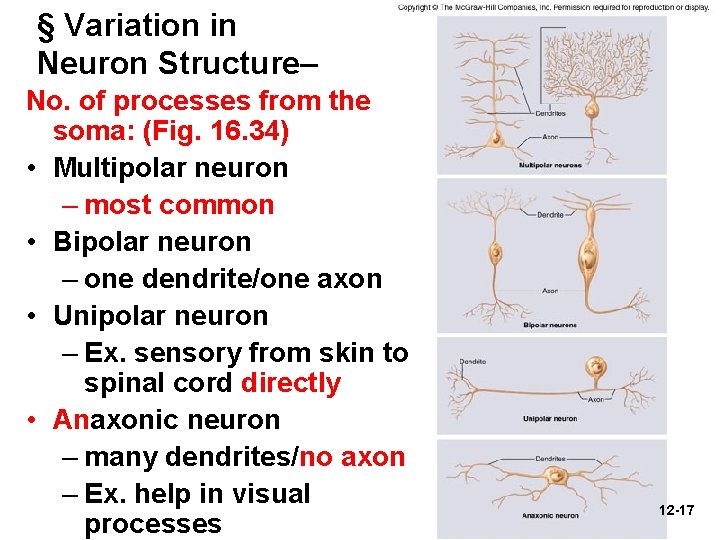 § Variation in Neuron Structure– No. of processes from the soma: (Fig. 16. 34)