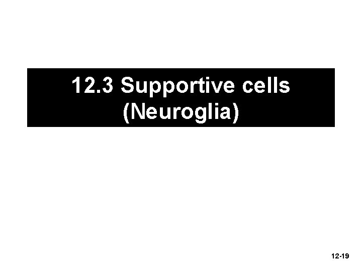 12. 3 Supportive cells (Neuroglia) 12 -19 