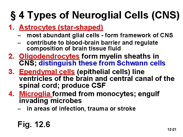 § 4 Types of Neuroglial Cells (CNS) 1. Astrocytes (star-shaped) – most abundant glial