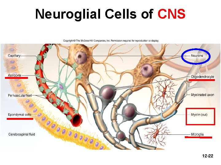 Neuroglial Cells of CNS 12 -22 
