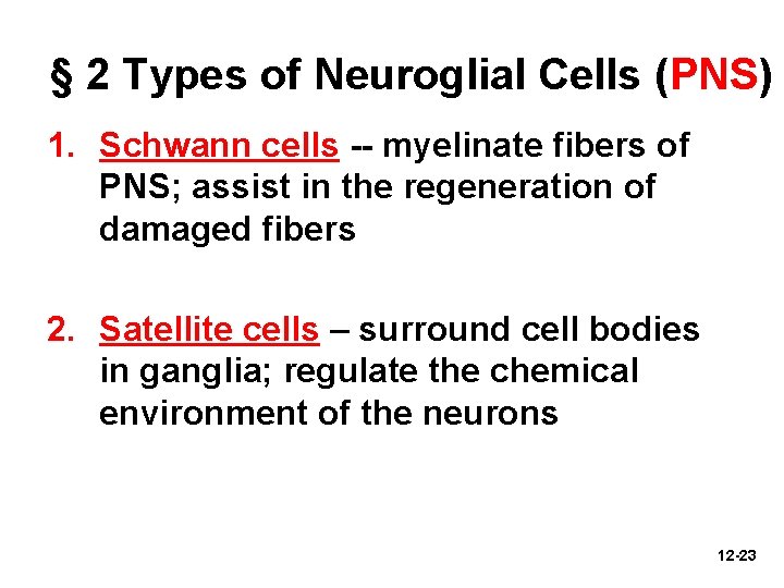 § 2 Types of Neuroglial Cells (PNS) 1. Schwann cells -- myelinate fibers of