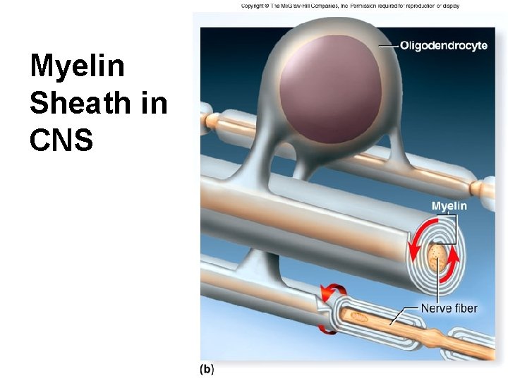 Myelin Sheath in CNS Figure 12. 7 b 