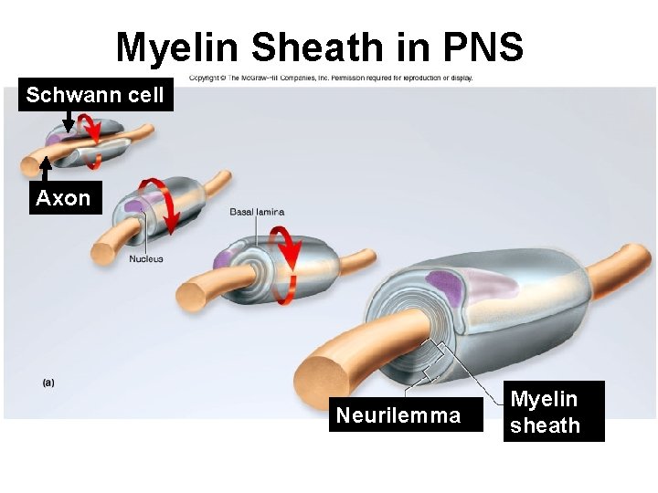 Myelin Sheath in PNS Schwann cell Axon Neurilemma Myelin sheath 