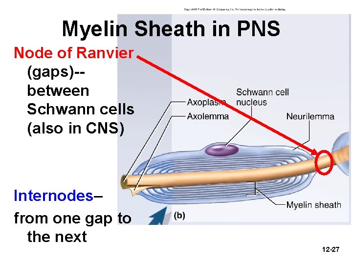 Myelin Sheath in PNS Node of Ranvier (gaps)-between Schwann cells (also in CNS) Internodes–