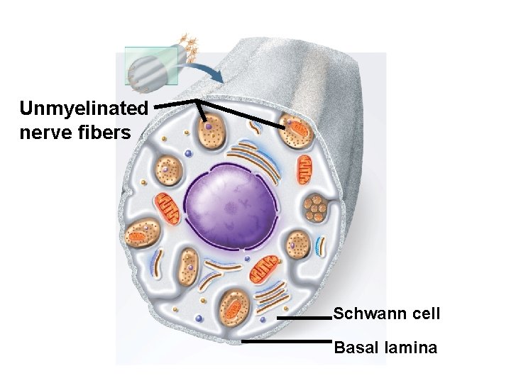 Unmyelinated nerve fibers Schwann cell Basal lamina 
