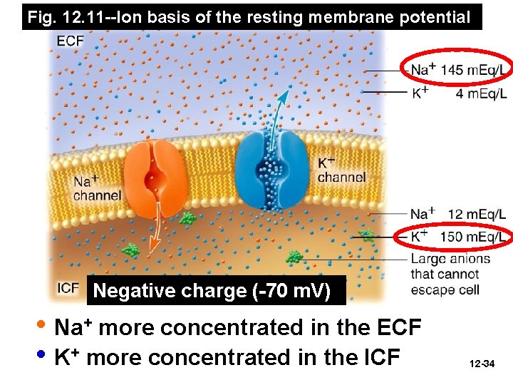 Fig. 12. 11 --Ion basis of the resting membrane potential Negative charge (-70 m.