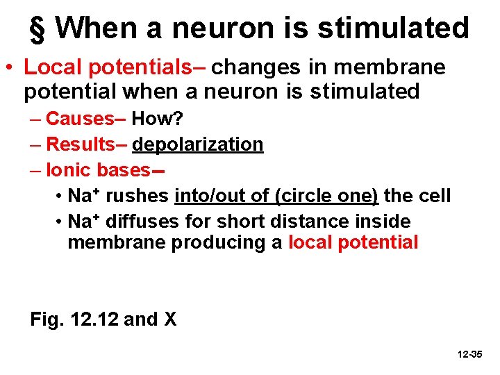 § When a neuron is stimulated • Local potentials– changes in membrane potential when