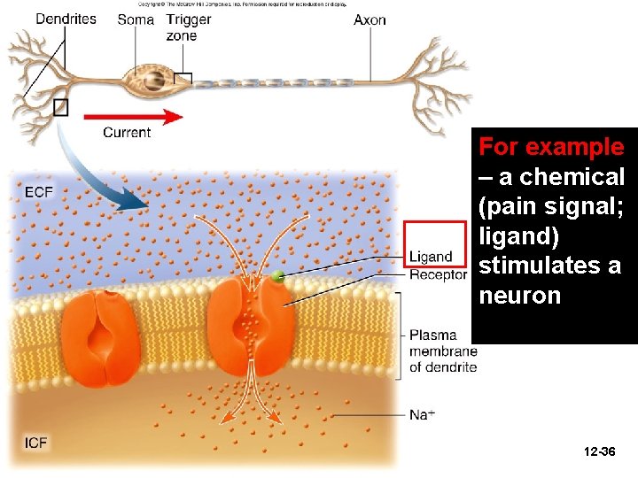 For example – a chemical (pain signal; ligand) stimulates a neuron 12 -36 