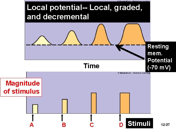 Local potential-- Local, graded, and decremental Time Resting mem. Potential (-70 m. V) Magnitude