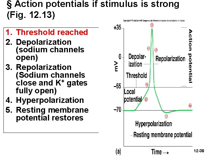 § Action potentials if stimulus is strong (Fig. 12. 13) 1. Threshold reached 2.