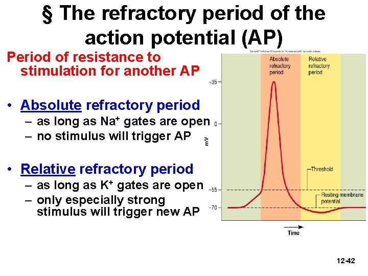 § The refractory period of the action potential (AP) Period of resistance to stimulation
