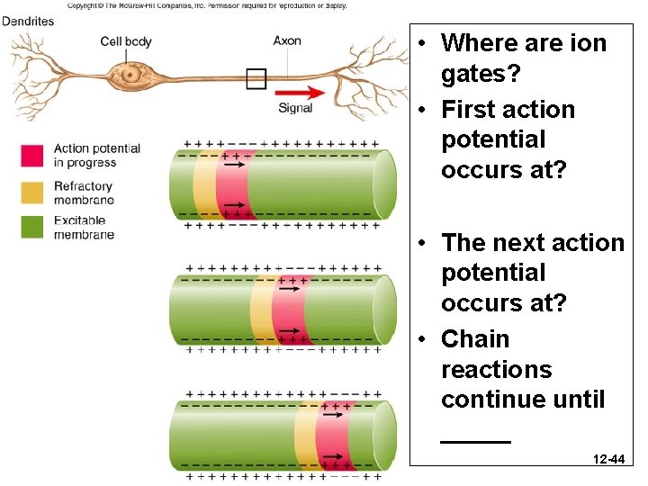  • Where are ion gates? • First action potential occurs at? • The