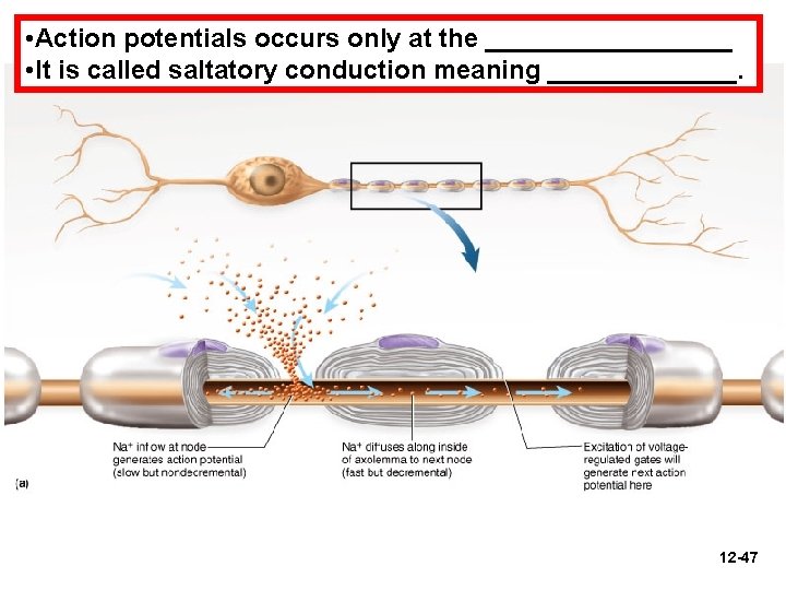  • Action potentials occurs only at the _________ • It is called saltatory