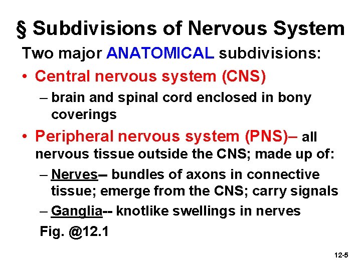 § Subdivisions of Nervous System Two major ANATOMICAL subdivisions: • Central nervous system (CNS)