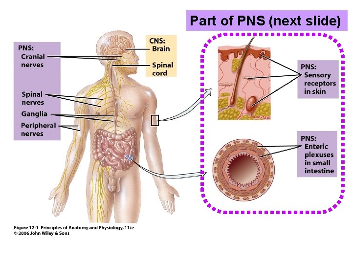 Part of PNS (next slide) 