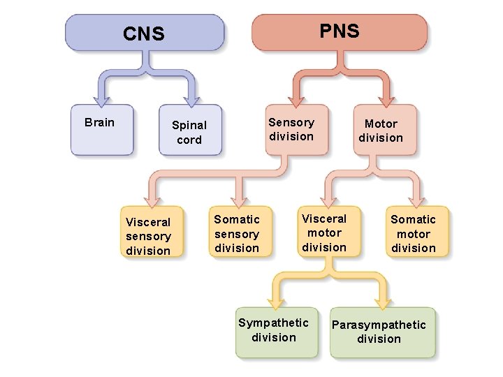 PNS CNS Brain Sensory division Spinal cord Visceral sensory division Somatic sensory division Motor