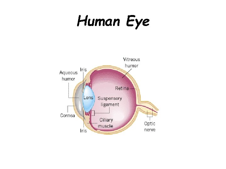 Human Eye 