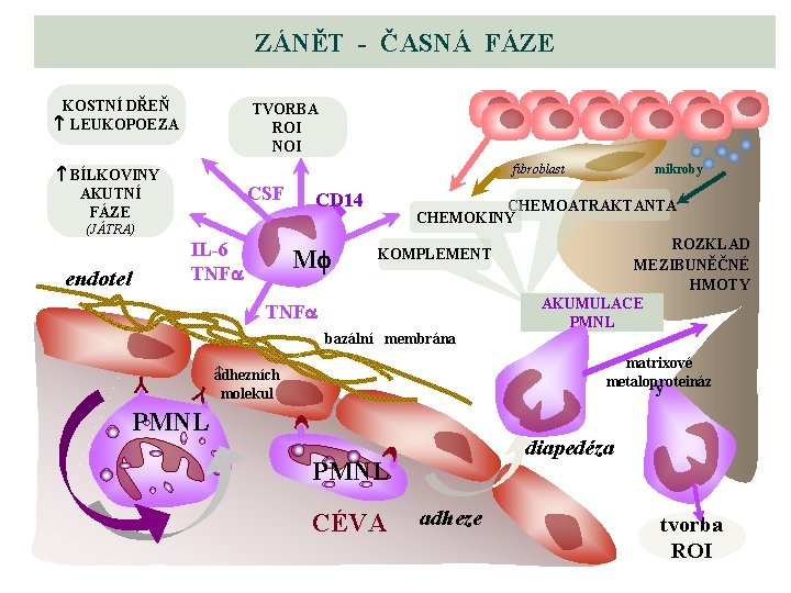 ZÁNĚT - ČASNÁ FÁZE KOSTNÍ DŘEŇ LEUKOPOEZA TVORBA ROI NOI fibroblast BÍLKOVINY AKUTNÍ FÁZE