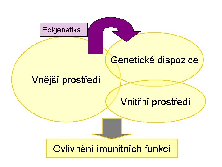 Epigenetika Genetické dispozice Vnější prostředí Vnitřní prostředí Ovlivnění imunitních funkcí 