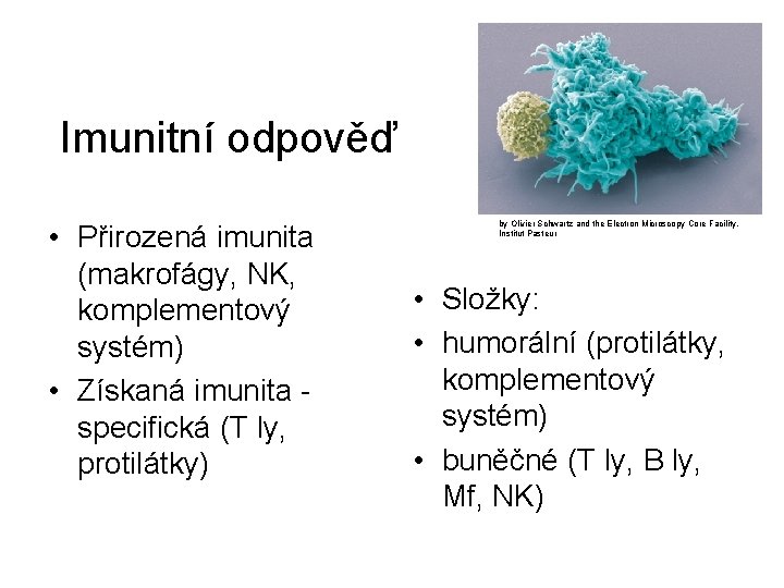 Imunitní odpověď • Přirozená imunita (makrofágy, NK, komplementový systém) • Získaná imunita specifická (T
